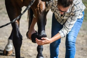 Woman in plaid shirt and jeans bending a horse's front leg